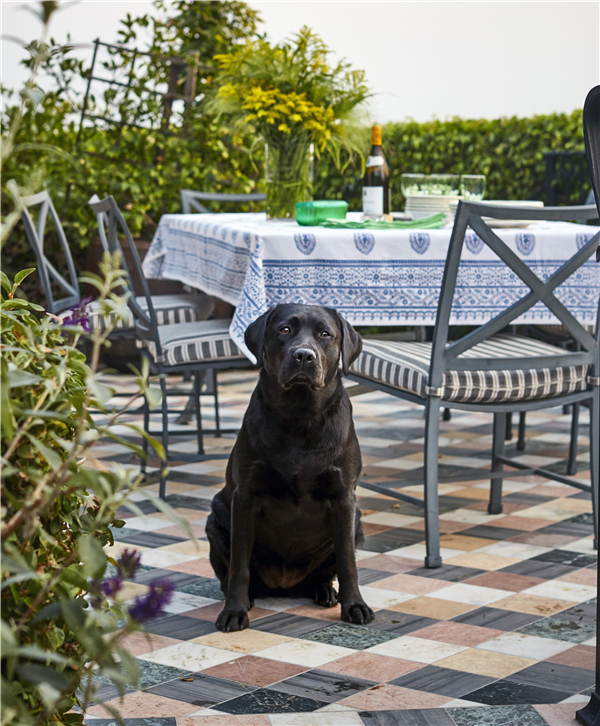 /Images/uploads/International Guiding Eyes Inc/gdapawsitivitycalendar/entries/20091thumb.jpg